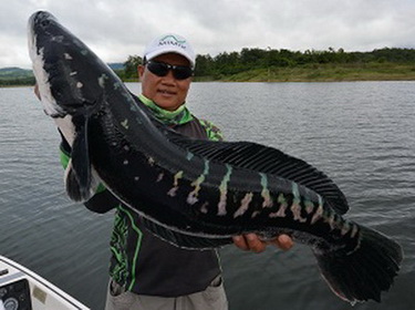 wild fishing thailand